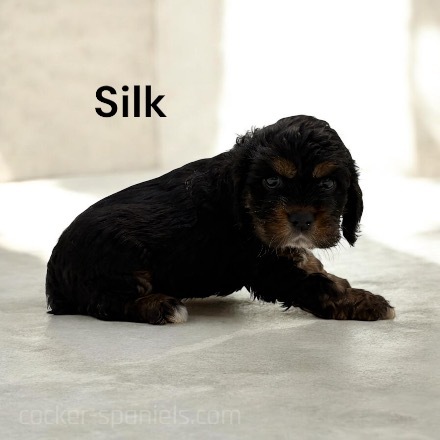 puppy, for, sale, Cocker Spaniel, Joe & Cherri  Overlease, dog, breeder, Miller, MO, dog-breeder, puppy-for-sale, forsale, nearby, find, puppyfind, locator, puppylocator, aca